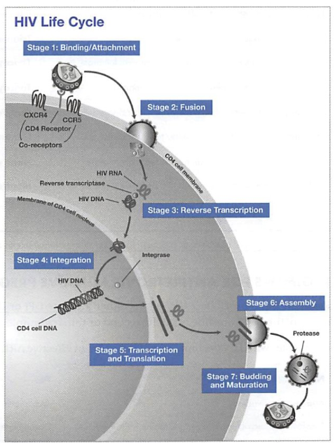 HIV lifecycle